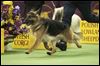 Rumor shines, but loses dog-show final