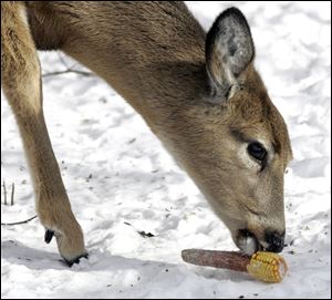 A white-tail deer finds something to eat at at Wildwood Metropark Preserve. The controversial deer kill at two preserves in the Metroparks of the Toledo Area system has ended with 195 of the animals being removed by sharpshooters, park district officials said.