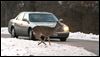 Cull kills 195 deer in Metroparks