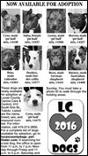 Lucas County Dogs for Adoption: 2-17