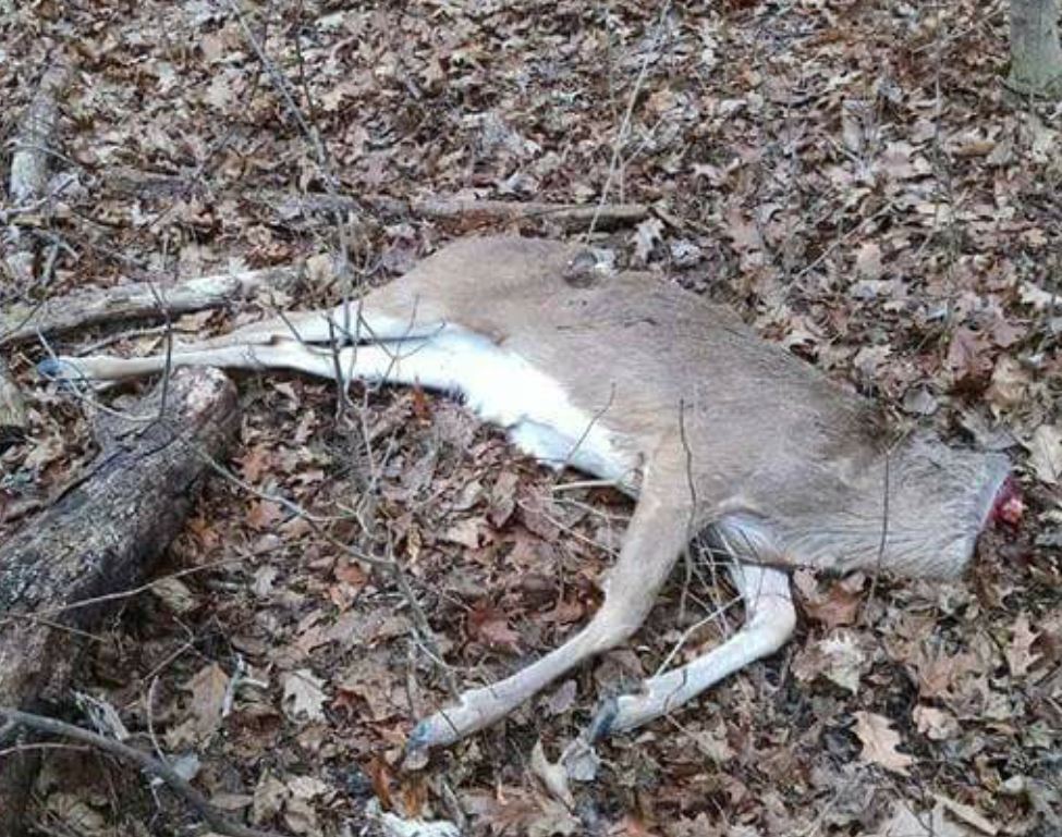 Hunters disgusted by poaching in Toledo park The Blade
