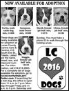 Lucas County Dogs for Adoption: 2-23