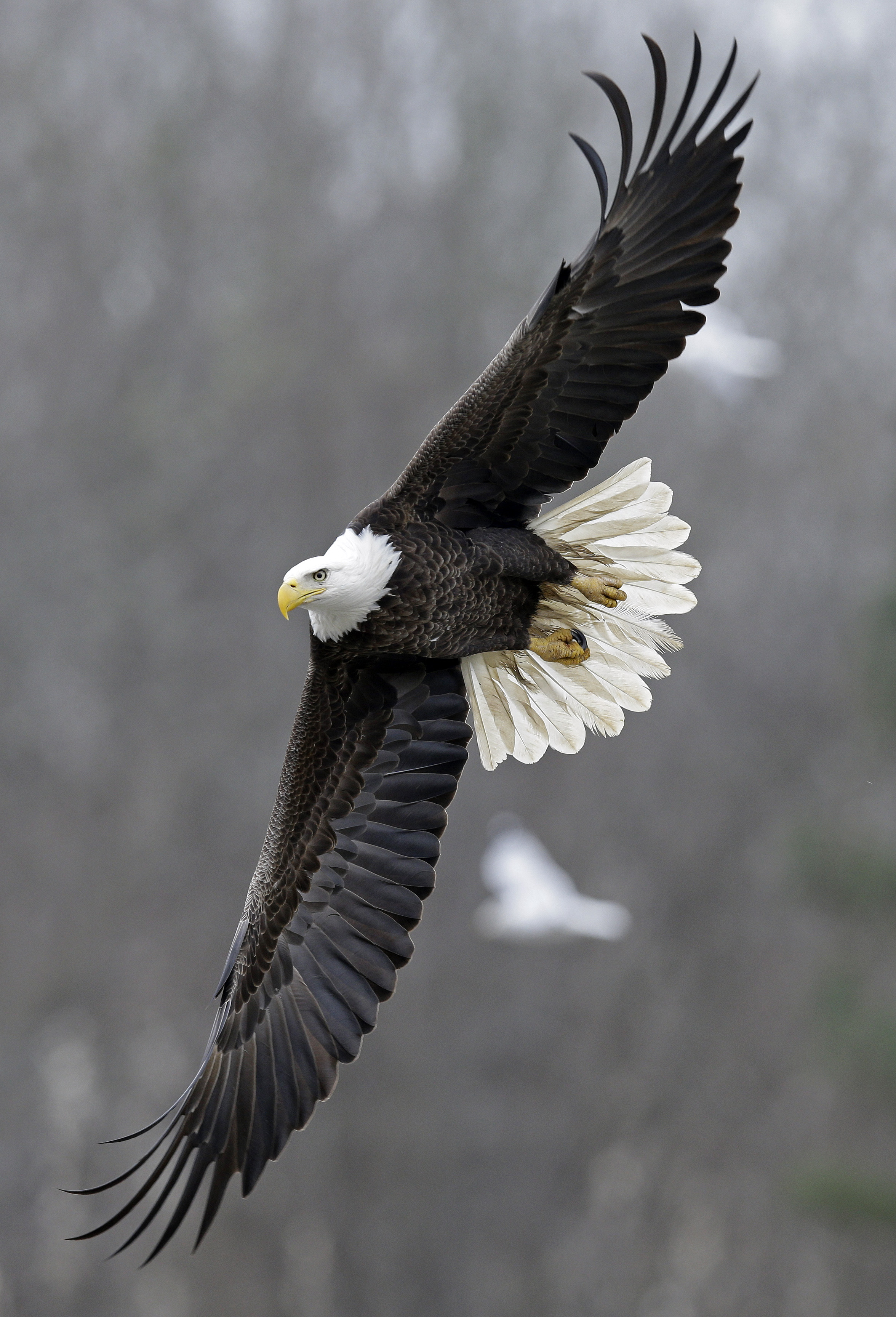 Bald eagles winter at North Carolina lake - The Blade
