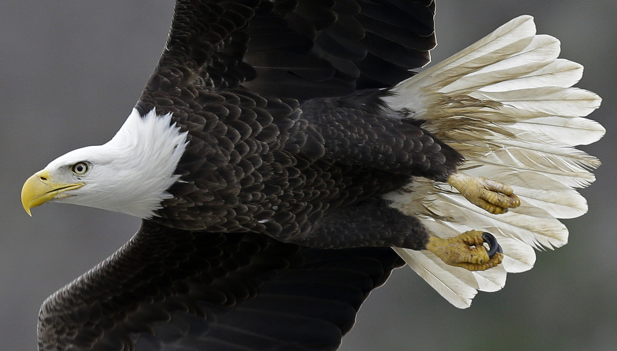 Bald eagles winter at North Carolina lake - The Blade