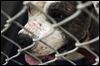 Felonies sought for animal fights