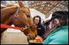 Therapy horse easing into retirement