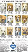 Lucas County Dogs for Adoption: 3-1