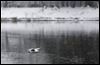 As the snow flies
