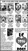 Lucas County Dogs for Adoption: 3-8