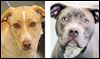 Lucas County Dogs for Adoption: 3-11