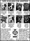 Lucas County Dogs for Adoption: 3-15