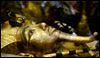 King Tut tomb scan analysis  hints at 2nd burial chamber