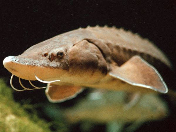 Biologists grow lake sturgeon in hopes of re-establishing Maumee River population
