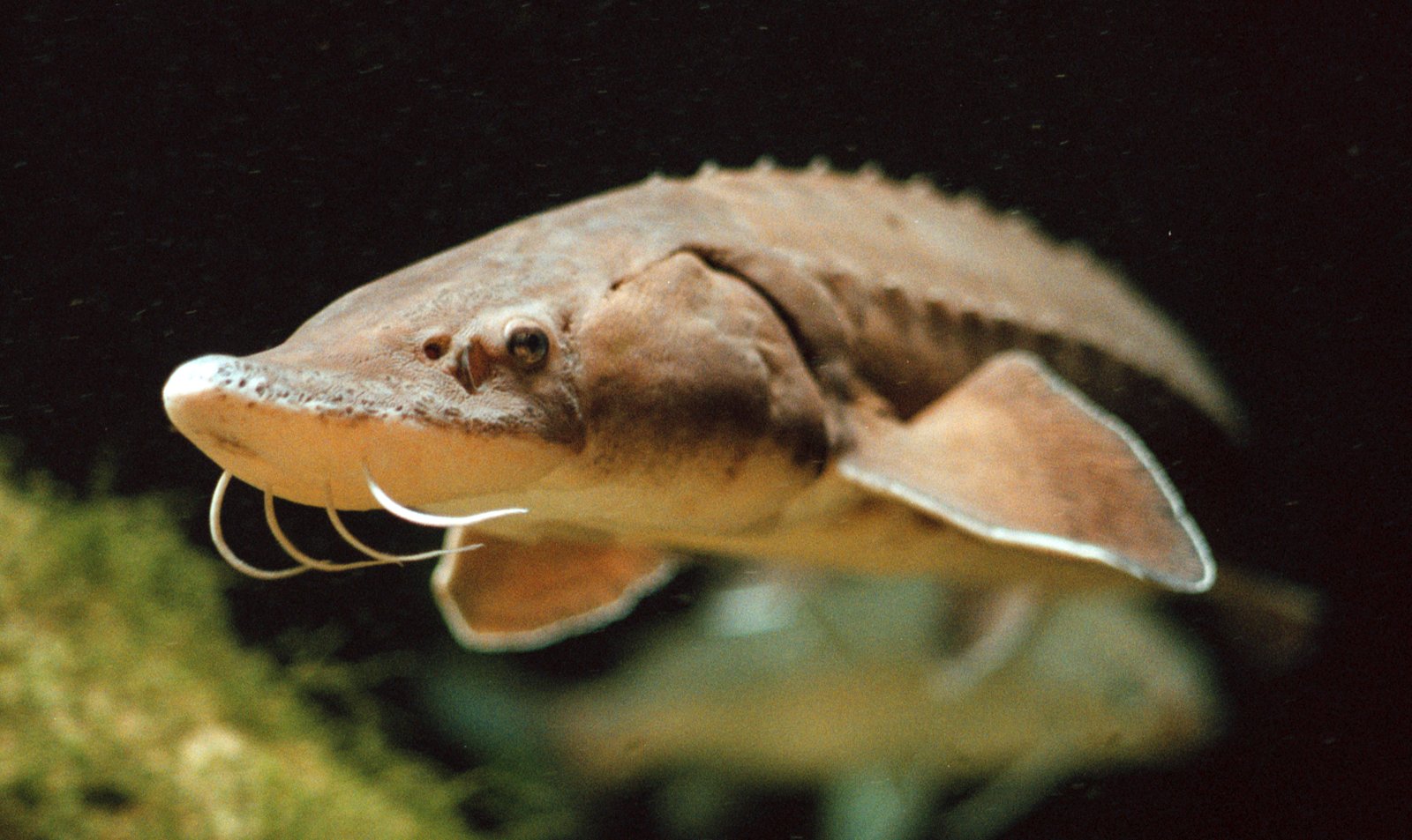 Biologists grow lake sturgeon to try to reestablish them in Maumee