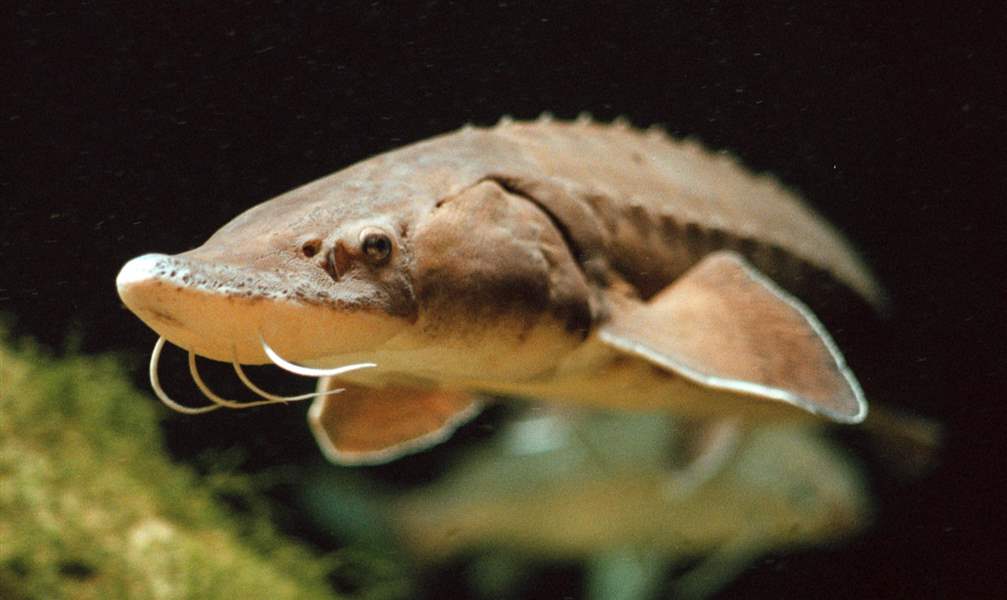 Biologists grow lake sturgeon to try to reestablish them in Maumee