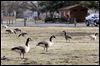Parks prepare to chase geese