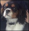 West Toledo store owner searching for missing puppy