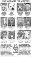 Lucas County Dogs for Adoption: 3-23