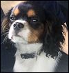 Reward offered for dog’s return