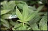 Medical marijuana amendment petition approved