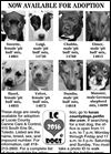 Lucas County Dogs for Adoption: 3-29