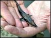 Giant, ancient sturgeon poised to spawn again in the Maumee