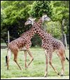 Replacing zoo’s giraffe to take time