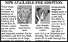 Lucas County Dogs for Adoption: 4-6