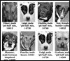 Lucas County Dogs for Adoption: 4-10