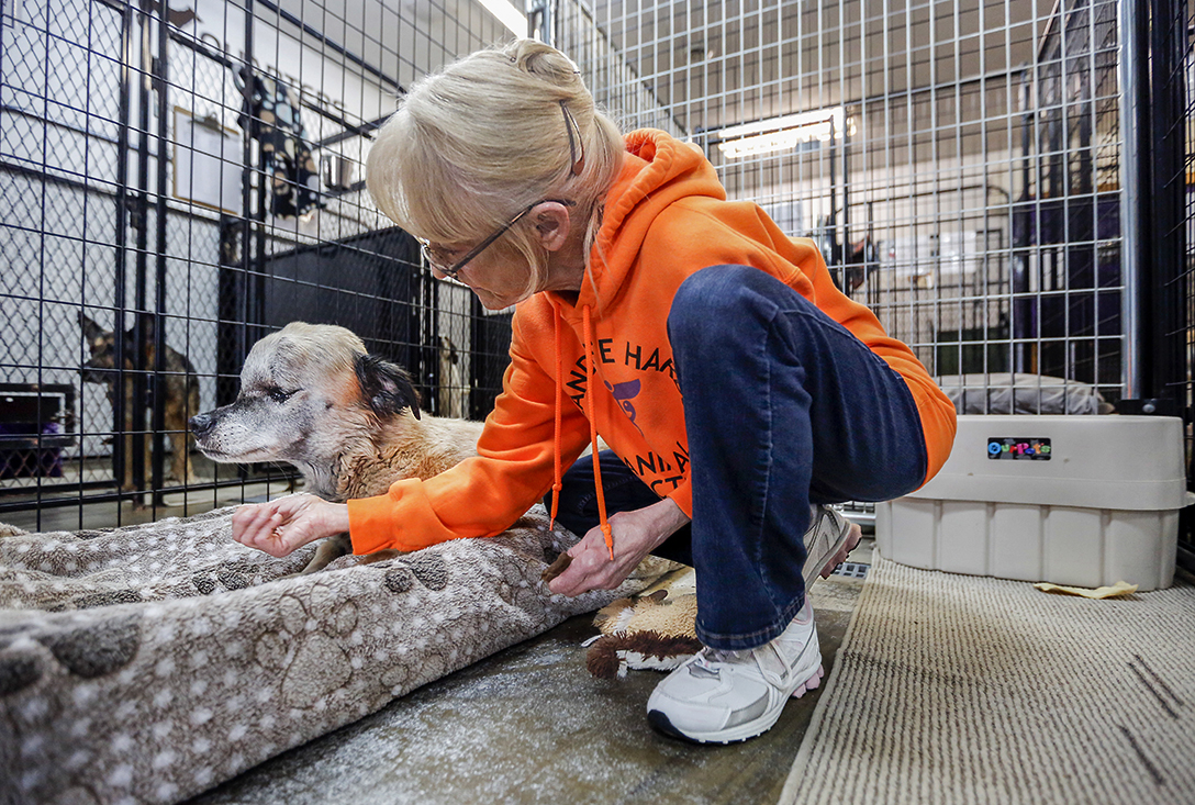 Giving comfort in dogs’ last days The Blade