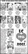 Lucas County Dogs for Adoption: 4-12