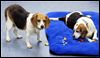 Illinois rescue takes pair of beagle buddies