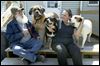 Two beagles seek forever home