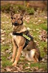 Findlay police K-9 to get body armor