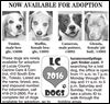 Lucas County Dogs for Adoption: 4-13