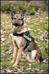 Findlay police to equip K-9 with body armor