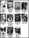 Lucas County Dogs for Adoption: 4-17