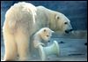 Zoo getting ready to debut baby polar bear