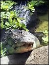 Toledo’s crocodile finds heavyweight challenger