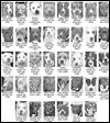 Lucas County Dogs for Adoption: 4-24