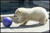 Toledo Zoo polar bear cub to debut Friday