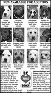 Lucas County Dogs for Adoption: 4-26