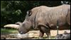 Toledo Zoo white rhinoceros Lulu dies