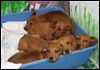 Litter of puppies abandoned in Dundee Township