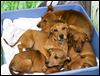 Pups continue recovery