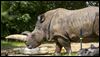 White rhino Lulu, a fan favorite, dies in zoo at 47