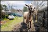Horse in S. Toledo moving to new stable