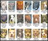 Lucas County Dogs for Adoption: 5-1