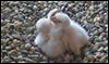 Falcon eggs hatch in B.G. clock tower