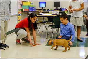 Liam approaches Johnna Ruiz, left, and Adrian McPherson, both fourth graders. Old Orchard Elementary School teacher Jean Keating uses Liam, a 9-week-old foster puppy, to supplement her students in learning in many subjects.